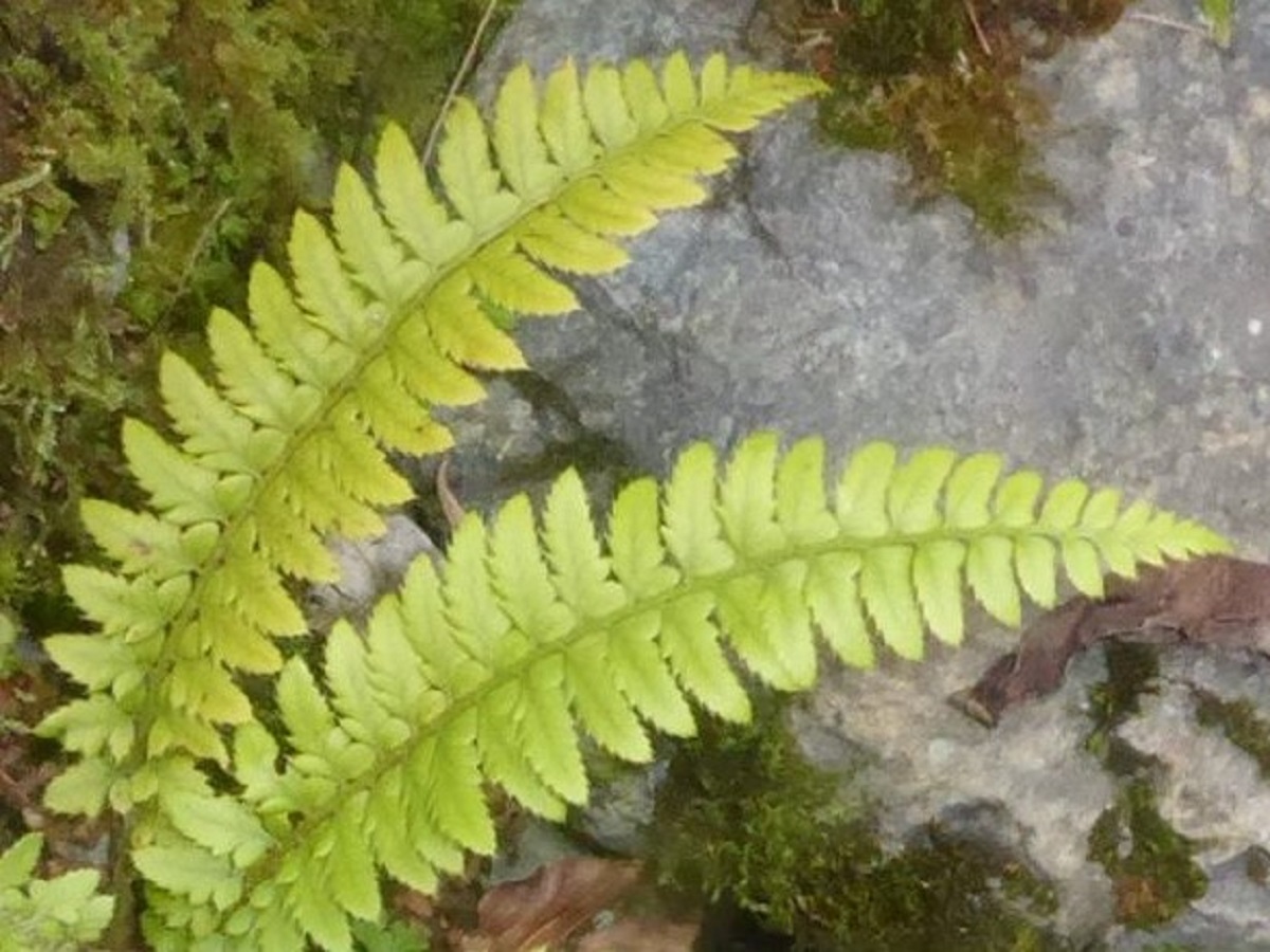 Polystichum x illyricum (Dryopteridaceae)